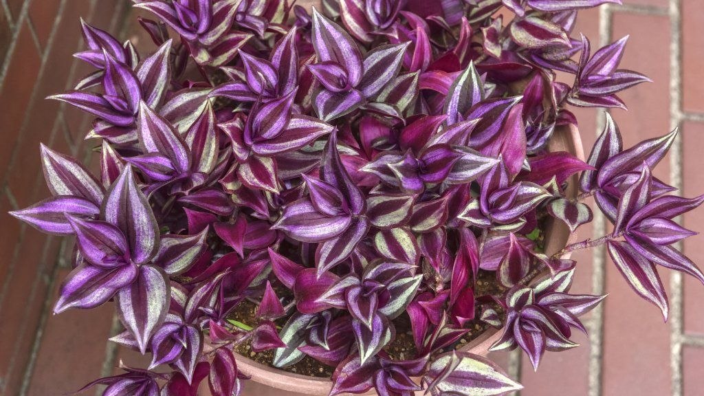 زيرينا
